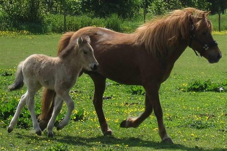 Islænder Asni fra Tiset - Asni og mor Táta d. 24. maj 09 billede 10