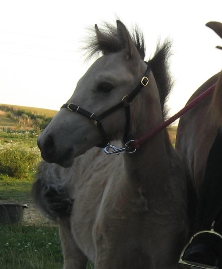 Islænder Asni fra Tiset - 16. juli 09 billede 11