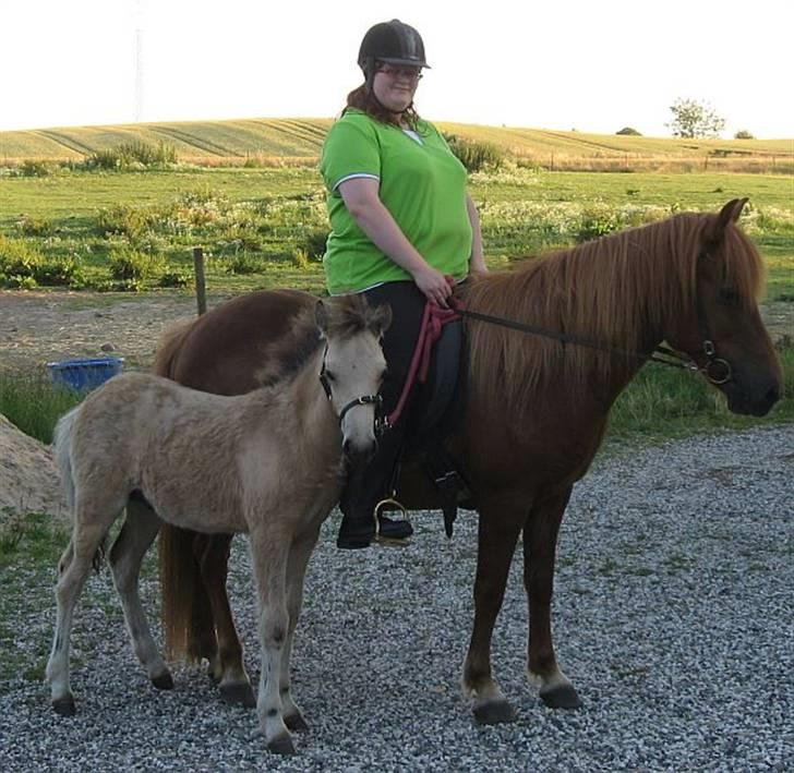 Islænder Asni fra Tiset - 16. juli 09 billede 12