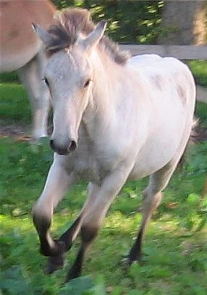 Islænder Asni fra Tiset - 9/9 09 billede 13