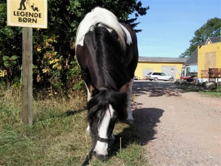 Anden særlig race Tonto aka sportsko - datters part billede 11