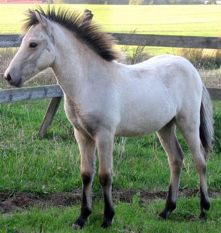 Islænder Asni fra Tiset - 9/9 09 billede 14