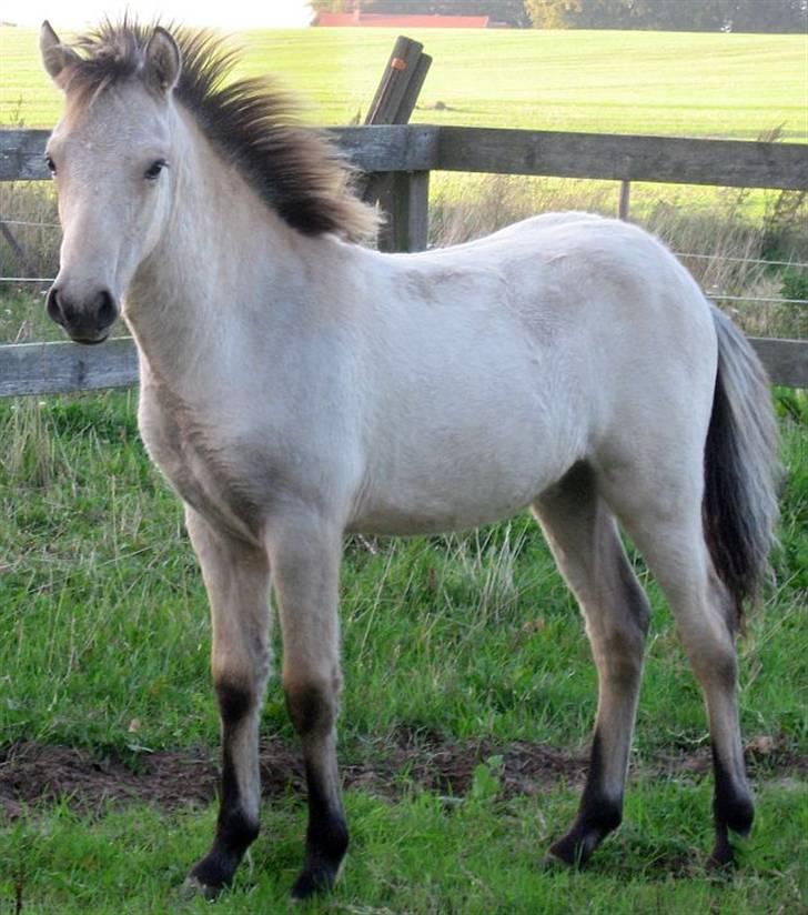 Islænder Asni fra Tiset - 9/9 09 billede 15