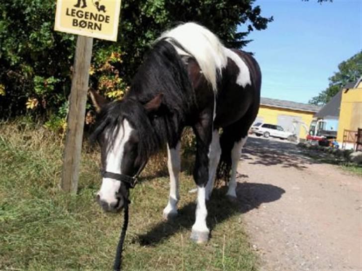 Anden særlig race Tonto aka sportsko - datters part billede 12