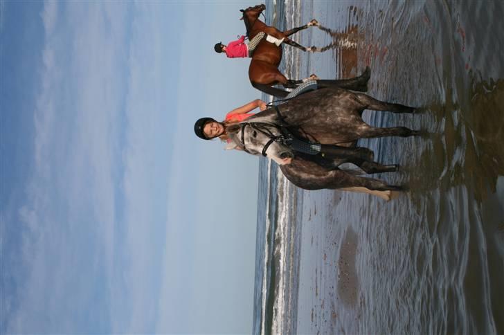 Anden særlig race Pepsi (solgt) billede 12