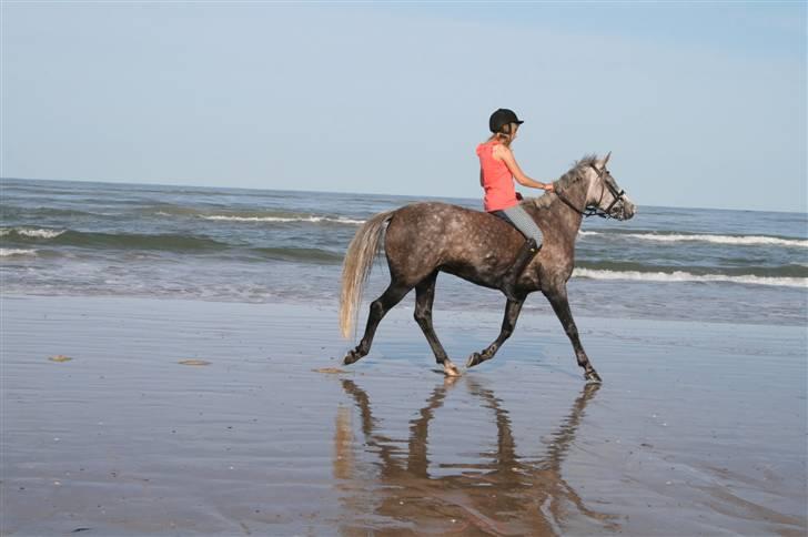 Anden særlig race Pepsi (solgt) billede 15
