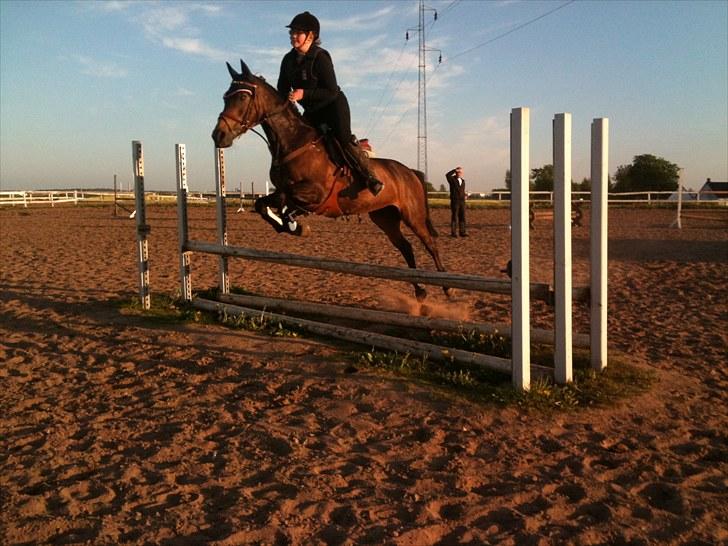 Welsh Cob (sec D) Hamrik's Brandy R.I.P - Mig og Brandy hygge sprang lidt en dag.....:D billede 8