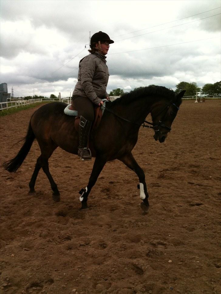 Welsh Cob (sec D) Hamrik's Brandy R.I.P - MIT ET OG ALT:D billede 9