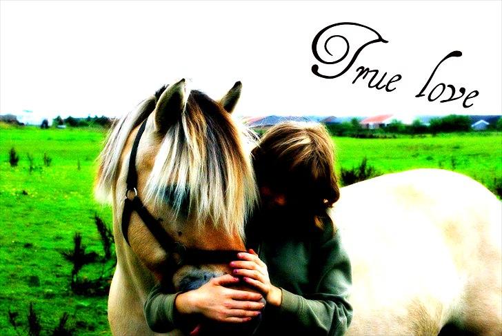 Fjordhest Rosa billede 1