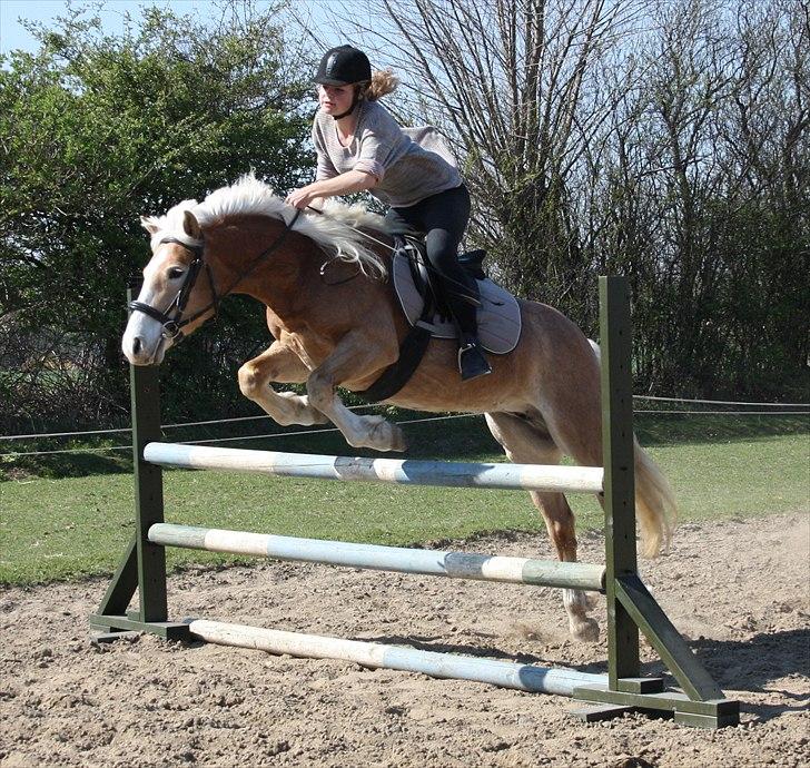 Haflinger Freja - Springtræning ;-) 23. April 2011 billede 18