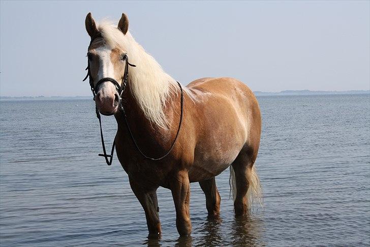 Haflinger Freja - Sommer babe 2010 :*  billede 16