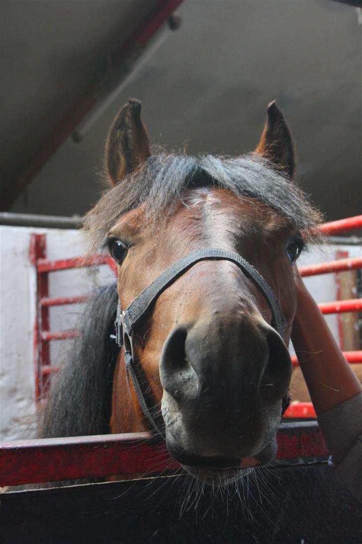 Anden særlig race Vordegaards Matti - Shp-foto billede 4