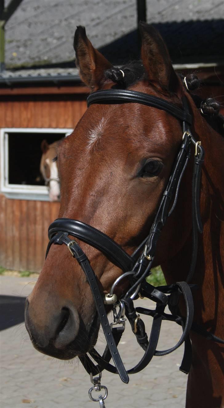 Anden særlig race Vordegaards Matti - Shp-foto billede 5