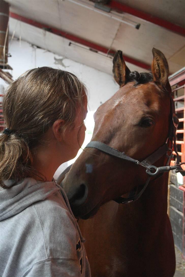 Anden særlig race Vordegaards Matti - <3 billede 6