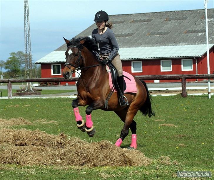 Anden særlig race Jessie Z (GAMLE PART )RIP - Hygge på spring banen d. 2 maj 2010. A FOTO billede 3