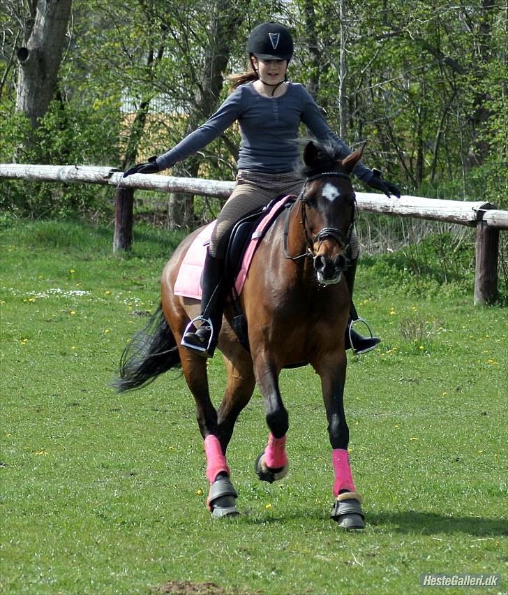 Anden særlig race Jessie Z (GAMLE PART )RIP - jeg stoler 100 % på dig skat . hygge på spring banen d. 2 maj 2010. A FOTO billede 5