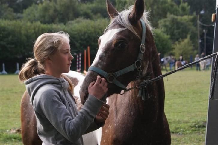 Knabstrupper Indy   - Du vil altid være i mit hjerte. billede 14