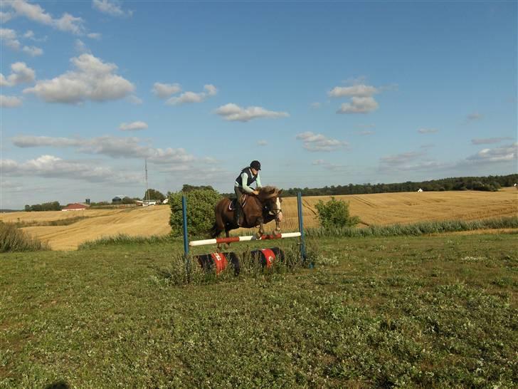 Anden særlig race Jaugelin billede 13