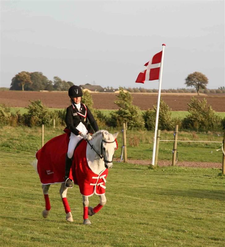 Welsh Pony af Cob-type (sec C) Lyngvejens Favorit solgt - Distriktsmestre 2007 Futte og Jeg billede 1