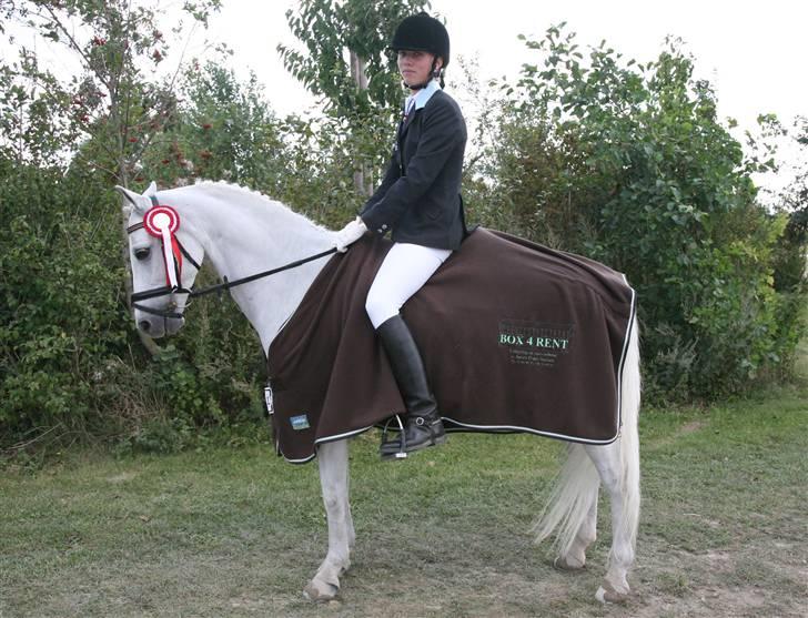 Welsh Pony af Cob-type (sec C) Lyngvejens Favorit solgt - Vinder af B-Finalen ved DM 2009 billede 3