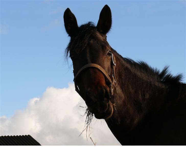 Anden særlig race Trille   billede 6
