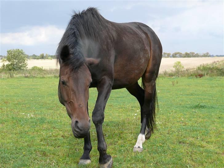 Anden særlig race Trille   billede 7