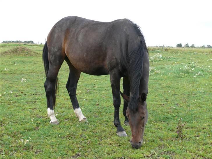 Anden særlig race Trille   billede 8