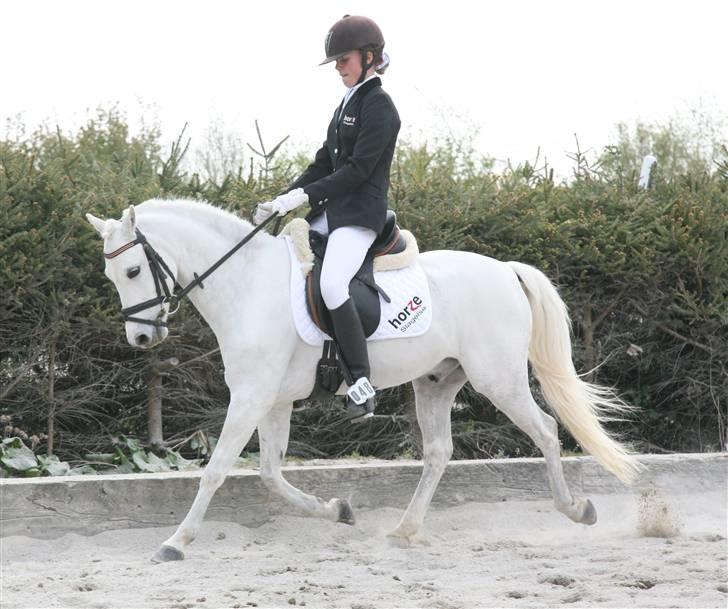 Welsh Pony af Cob-type (sec C) Lyngvejens Favorit solgt - Landsstævne i Solrød 2009 billede 5