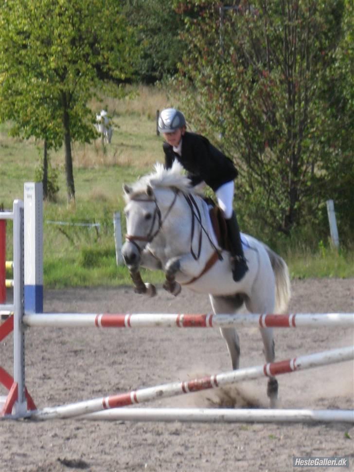 New Forest roløkke tokaji  - Stævne 08 
 billede 10