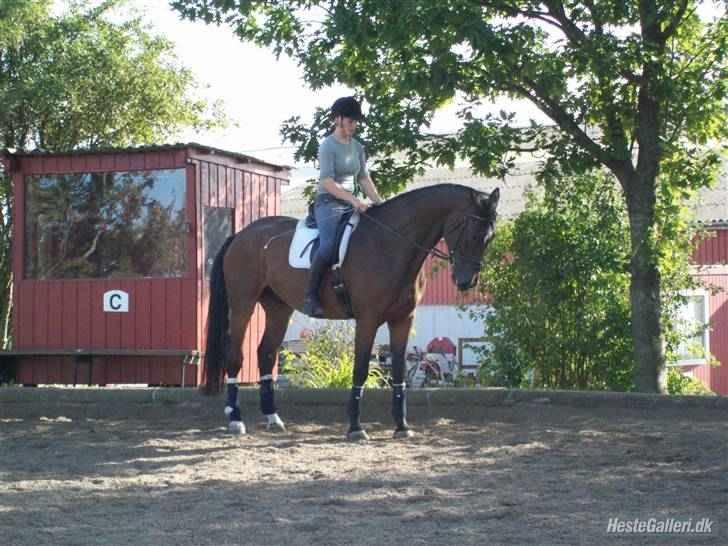 Anden særlig race Milton - Parade til dressur. Bill er taget af Sandra billede 2