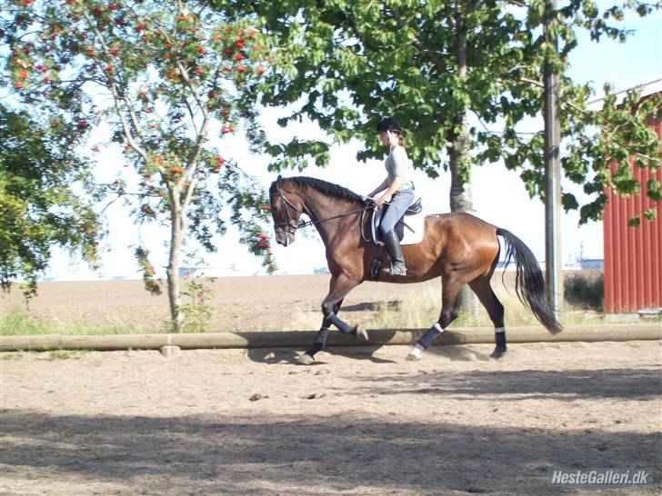 Anden særlig race Milton billede 4