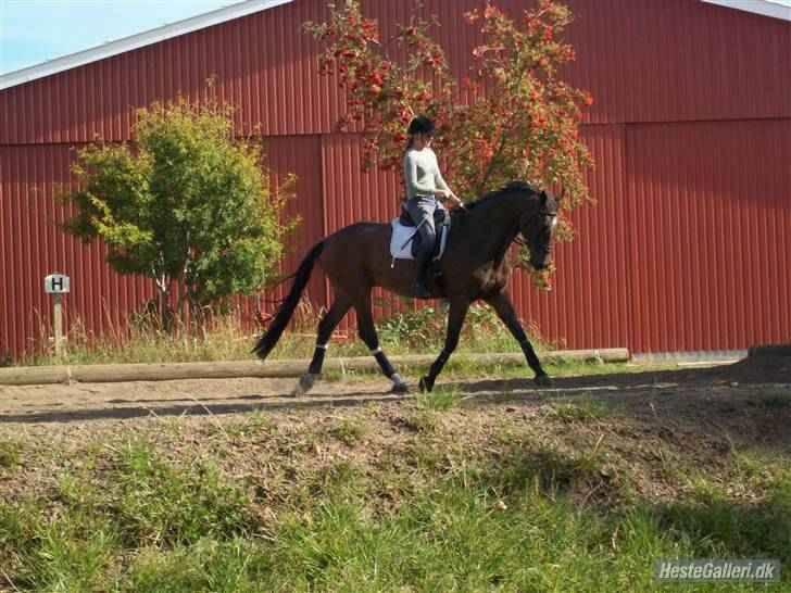 Anden særlig race Milton billede 6