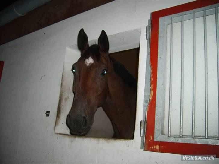 Anden særlig race Milton billede 7