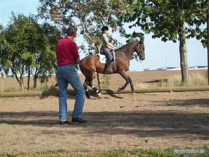 Anden særlig race Milton billede 8