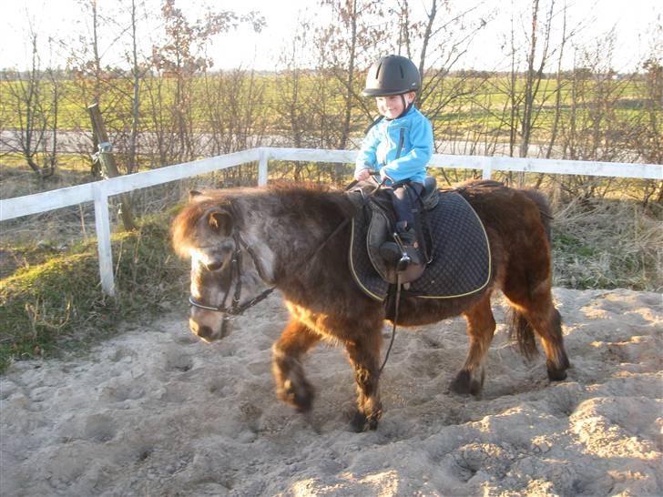 Shetlænder Lotte billede 18