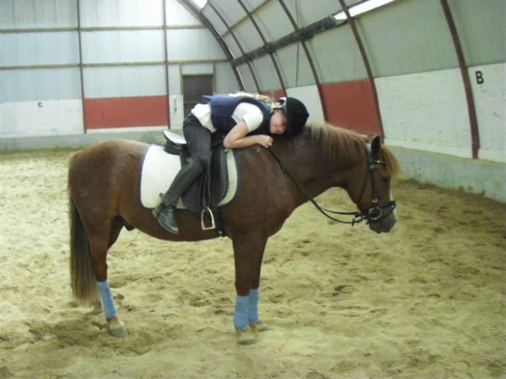 New Forest Roløkke Andes billede 13