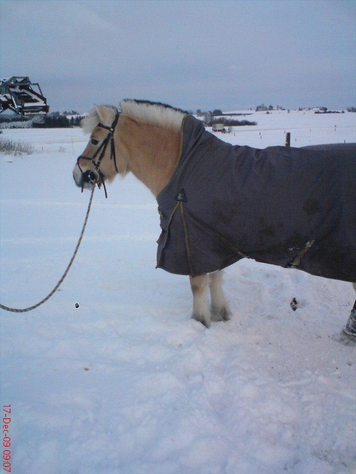 Fjordhest Tulle Tøsen - Tulle i vinters. :)  billede 18
