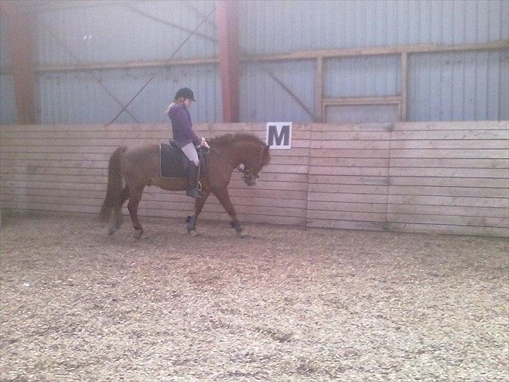 New Forest Roløkke Andes - marts 2011 billede 15