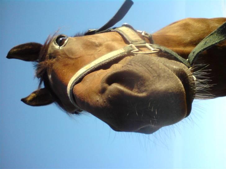 Tysk Sportspony Mc Meyer (solgt) billede 6