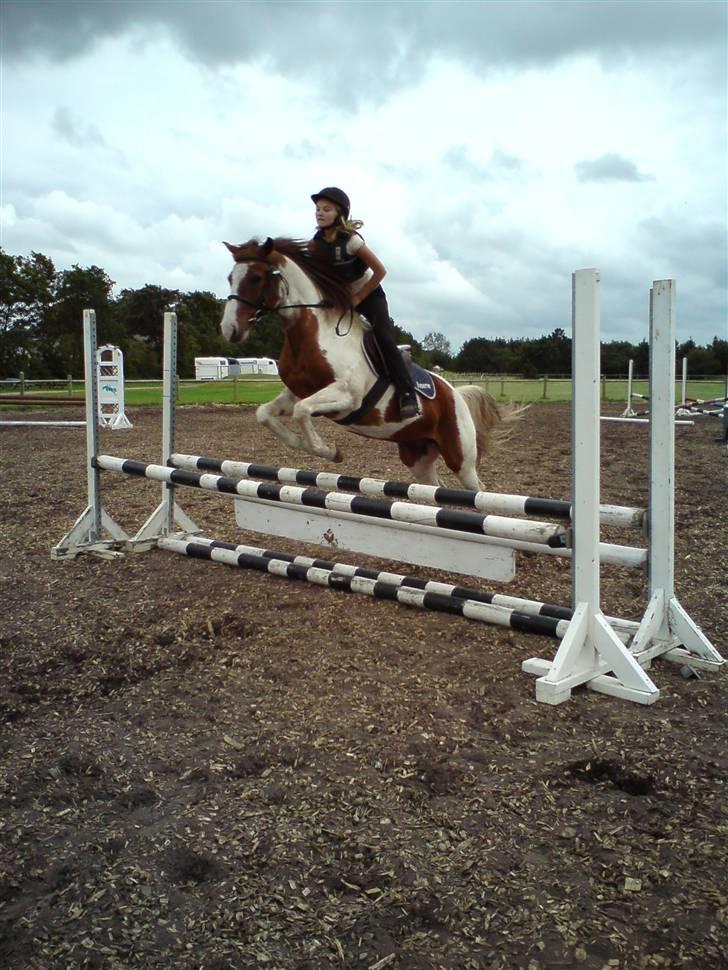 Pinto Boogie - (Foto:Jeanette) billede 5