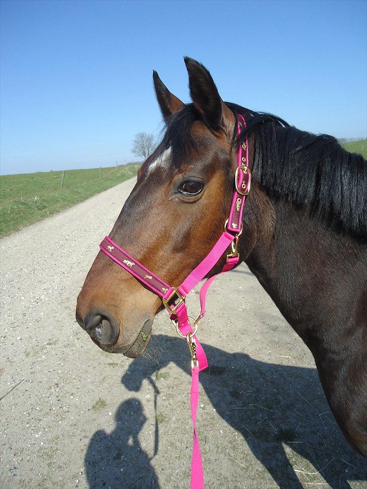 Anden særlig race Hedegårds Lucy - Dream until your dreams come true! billede 8