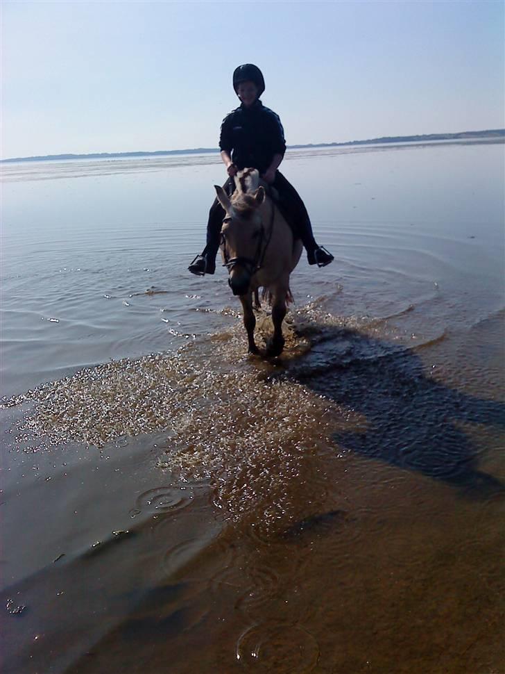 Fjordhest Miss Dixie - dixie ved vandet 09.  billede 18