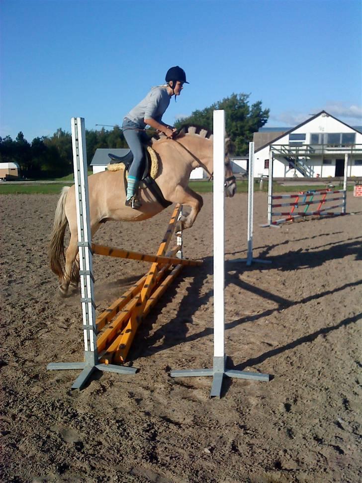 Fjordhest Miss Dixie - et lille spring - genoptræning 09 billede 19