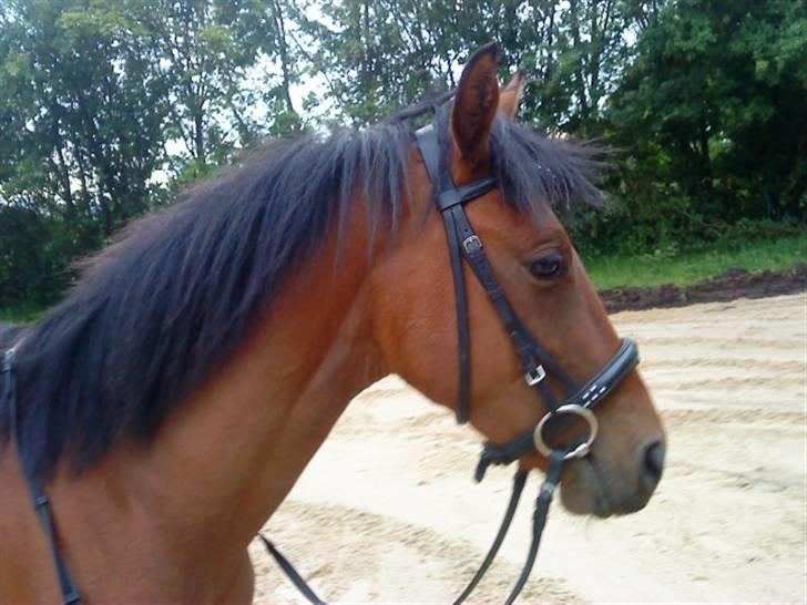 Pinto Chevál Tobiano *solgt* billede 1