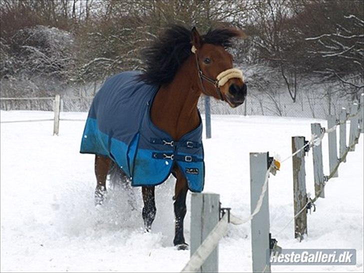 Anden særlig race » Akacie »Elsker dig <3 - 9) Du var mit livs glæde! du var der for mig når jeg var ked af det eller havde haft en dårlig dag, du fik mig til at se det lyse selv når det var mørk! ): <3 AKACIE jeg savner dig! ): <3 billede 9