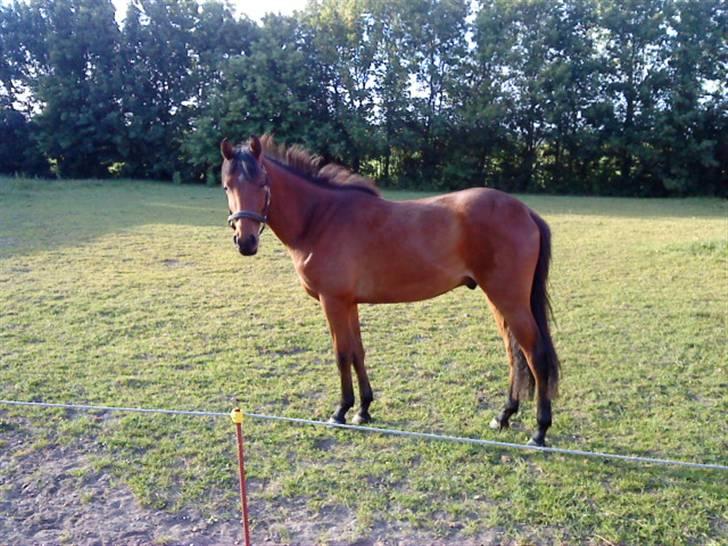 Pinto Chevál Tobiano *solgt* billede 2