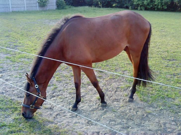 Pinto Chevál Tobiano *solgt* billede 3