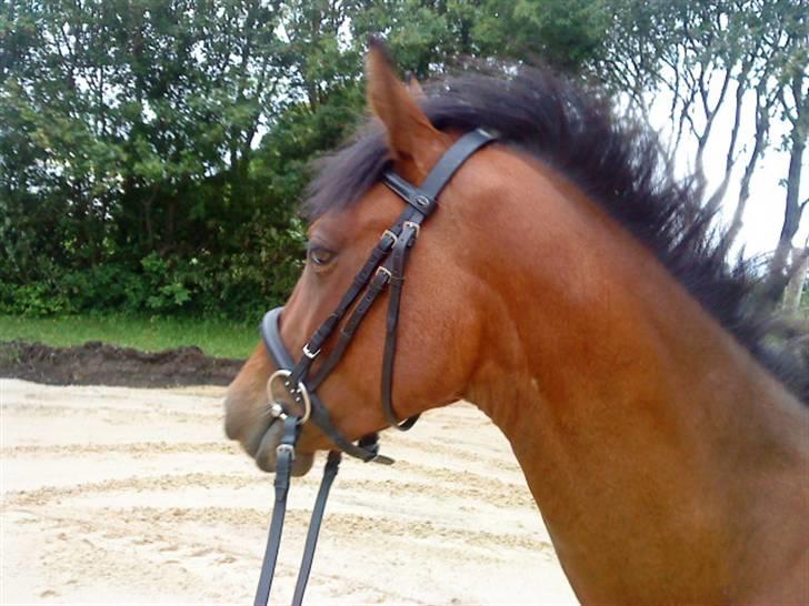 Pinto Chevál Tobiano *solgt* billede 4