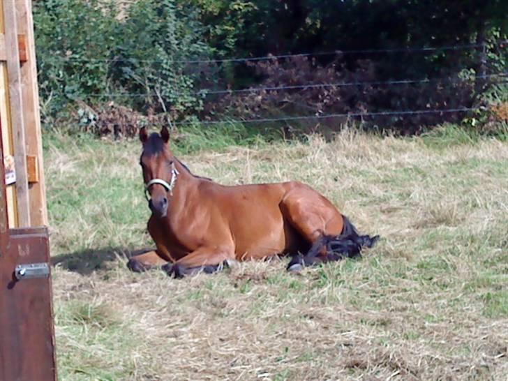 Pinto Chevál Tobiano *solgt* billede 5