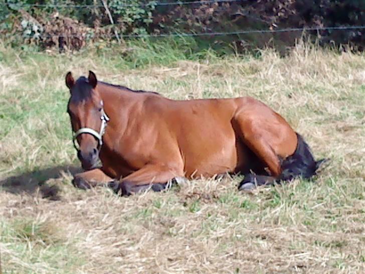 Pinto Chevál Tobiano *solgt* billede 6